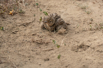 Jerdon's bush lark on the ground in  Yala National Park