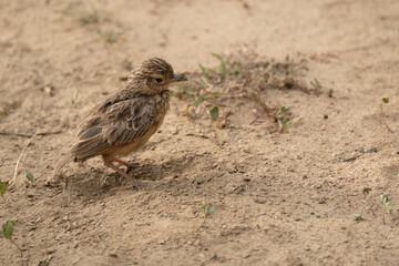 Jerdon's bush lark on the ground in  Yala National Park