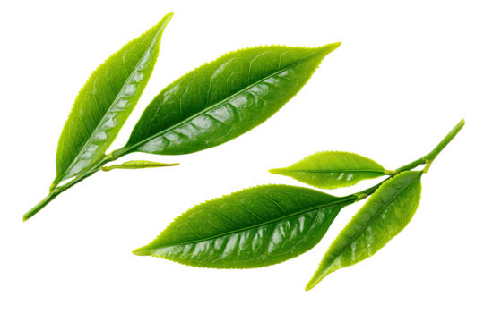 Close-up of vibrant green tea leaves on stems