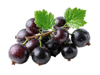 Close-up of dark purple berries with green leaves.  Fresh, ripe black currants clustered on stem, covered in water droplets.  Isolated on black background