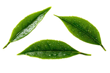 Obraz premium Three tea leaves, vibrant green, covered in water droplets, arranged in a loose triangle against a black background