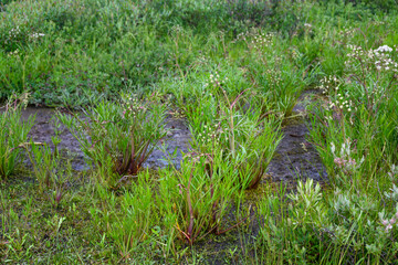 Water Hemlock, Cicuta Douglasii, plant growing in a subarctic tundra marsh on Hudson Bay, extremely toxic and deadly poisonous to people and animals, Manitoba, Canada
