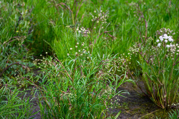 Water Hemlock, Cicuta Douglasii, plant growing in a subarctic tundra marsh on Hudson Bay, extremely toxic and deadly poisonous to people and animals, Manitoba, Canada
