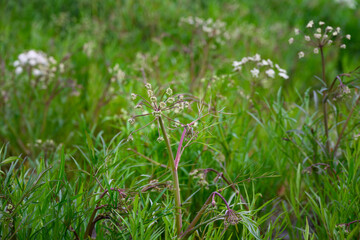 Water Hemlock, Cicuta Douglasii, plant growing in a subarctic tundra marsh on Hudson Bay, extremely toxic and deadly poisonous to people and animals, Manitoba, Canada
