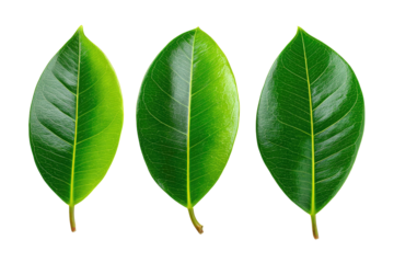 Close-up of three vibrant green leaves.  Each leaf is oval-shaped, with a prominent central vein and slightly tapered edges.  The leaves are smooth and glossy, exhibiting a healthy, vibrant green tone