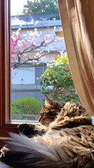 Fluffy cat naps by window, cherry blossoms in view
