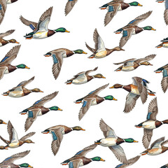 Flock of Ducks in Flight Seamless Pattern Design for Textile and Fabric: A Watercolor Style Illustration with Transparent Background, Ideal for