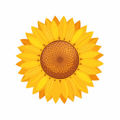 Fototapeta premium Sonnenblume