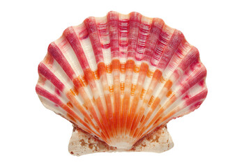 Obraz premium Close-up of a scallop shell, vibrant pink and orange striped