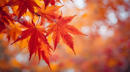 Close up of vibrant autumn maple leaves with warm sunlight bokeh, symbolizing seasonal change, natural beauty, fall foliage, and colorful nature backdrop background concept