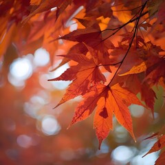 Close up of vibrant autumn maple leaves with warm sunlight bokeh, symbolizing seasonal change, natural beauty, fall foliage, and colorful nature backdrop background concept