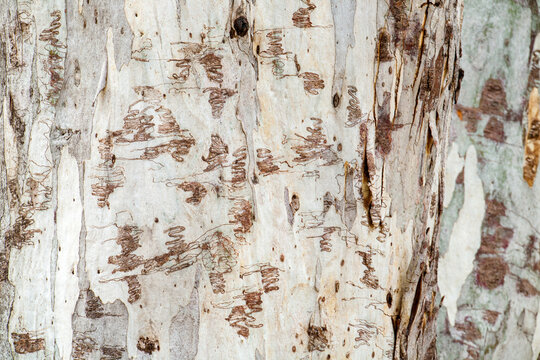 Patterned scribbly gum eucalypt bark