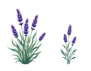 Fototapeta premium Vibrant Lavender Floral Illustration with Greenery for Decoration