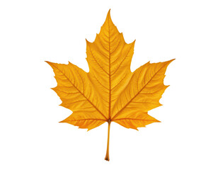 Obraz premium Vibrant Yellow Maple Leaf Isolated on Transparent background
