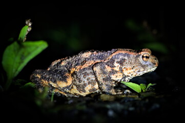 Common toad (Bufo bufo) with orange-striped pattern at night, Czech Republic.