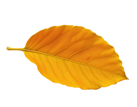 Vibrant Yellow Leaf Isolated on Transparent background for Autumn Aesthetic - Powered by Adobe