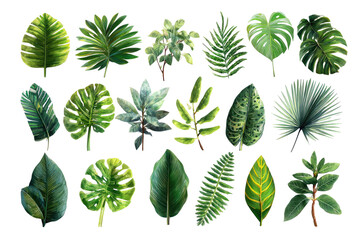 Fototapeta premium Diverse tropical leaves in various shapes and shades of green against a black background
