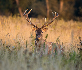 Red deer stag looking at camera and standing in tall grass during sunset