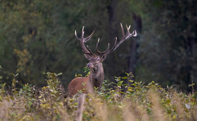 Red deer stag standing in tall grass