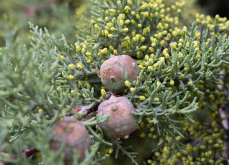 Close-up of cypress cones on a branch