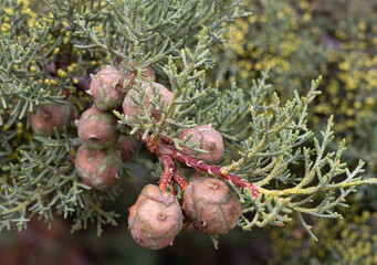 Cypress branch with large brown cones