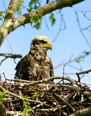 Young eagle in a nest