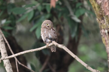 The Asian barred owlet (Glaucidium cuculoides), also known as the cuckoo owlet, is a species of pygmy owl. This photo was taken in North India.