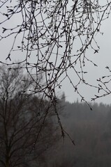 trees in winter