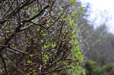 raindrops in glendalough