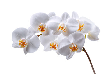 Close-up of a cluster of white orchids with hints of orange