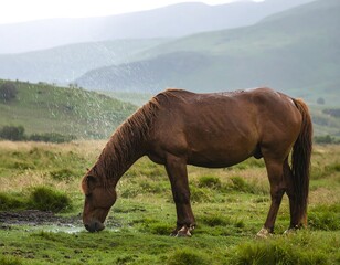 Brown horse grazing, water spray