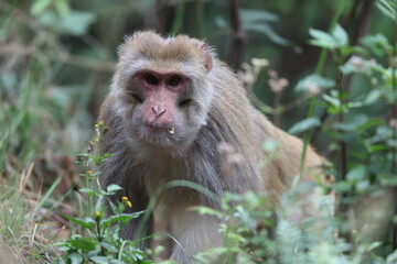 The rhesus macaque (Macaca mulatta), colloquially rhesus monkey, is a species of Old World monkey. This photo was taken in North India.