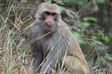 The rhesus macaque (Macaca mulatta), colloquially rhesus monkey, is a species of Old World monkey. This photo was taken in North India.