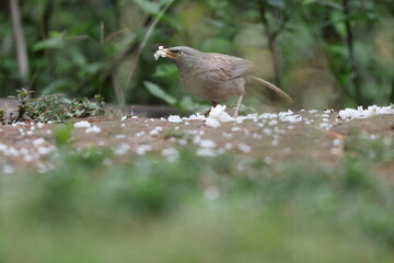  Jungle babbler (Argya striata) is a member of the family Leiothrichidae found in the Indian subcontinent. 