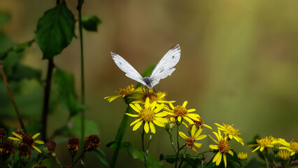 Green-veined White butterfly (Pieris napi), Hauxley Nature Reserve, September 2025. 