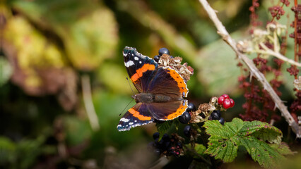 Red Admiral butterfly (Vanessa atalanta), at Hauxley Nature Reserve, Northumberland, September 2025