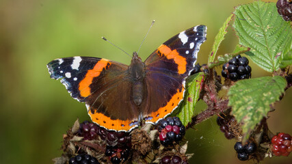 Red Admiral butterfly (Vanessa atalanta), at Hauxley Nature Reserve, Northumberland, September 2025