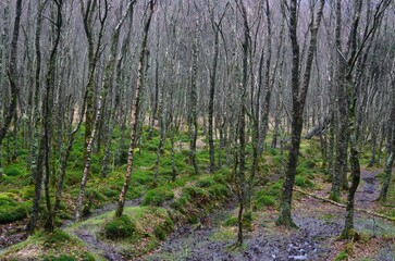 trees in the woods