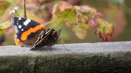 Red Admiral butterfly (Vanessa atalanta), at Hauxley Nature Reserve, Northumberland, September 2025