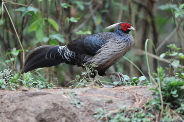 White-crested kalij pheasant (Lophura leucomelanos hamiltoni) in westen himalaya, India.