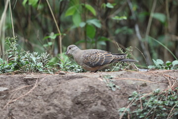 Oriental turtle dove or rufous turtle dove (Streptopelia orientalis meena) is a member of the bird family Columbidae. This photo was taken in North India.