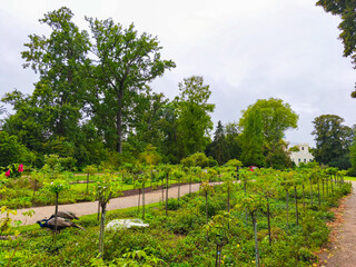 Lush garden filled with vibrant greenery, winding pathways, and blooming flowers, creating a serene atmosphere for relaxation and nature appreciation in a tranquil setting