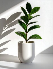 Green plant in white pot, sunlit shadows