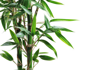 Close-up of vibrant green bamboo stalks and leaves against a black background.  Fresh, healthy, and lush greenery.  Focus on the intricate details of the foliage and stems