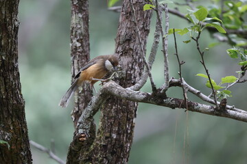 The white-throated laughingthrush (Pterorhinus albogularis) is a species of passerine bird in the family Leiothrichidae. This photo was taken in India.