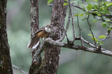 The white-throated laughingthrush (Pterorhinus albogularis) is a species of passerine bird in the family Leiothrichidae. This photo was taken in India.