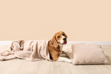 Cute Beagle dog with plaid and soft pillows near beige wall