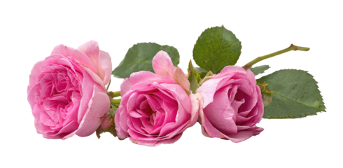 Three delicate pink roses and leaves arranged in a horizontal line