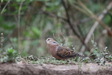 Oriental turtle dove or rufous turtle dove (Streptopelia orientalis meena) is a member of the bird family Columbidae. This photo was taken in North India.