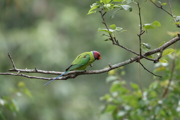 The plum-headed parakeet (Psittacula cyanocephala) is a species of parakeet in the family Psittacidae. This photo was taken in North Inida.